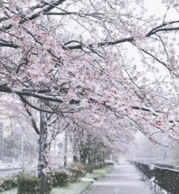 移民日本 | 经营管理签证和高度人才签证，有什么区别？